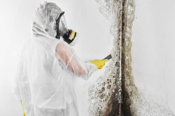 Office Mold Removal Services in Castle Shannon, PA
