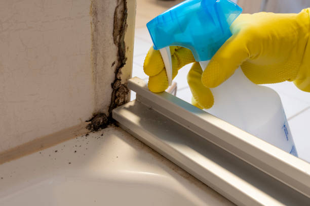 Best Local Mold Removal Service  in Castle Shannon, PA