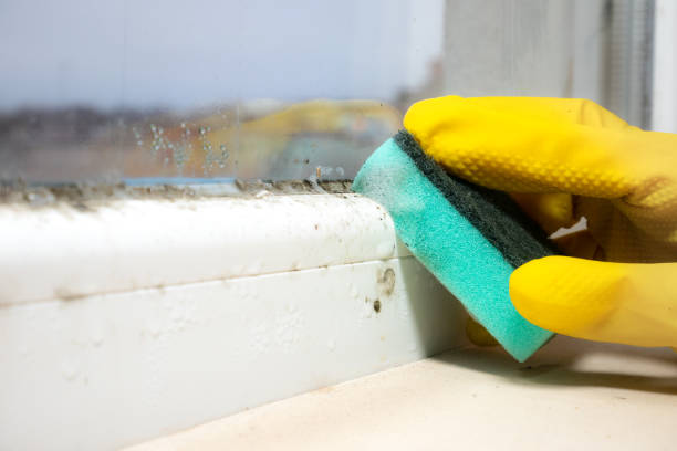 Best Professional Mold Removal  in Castle Shannon, PA