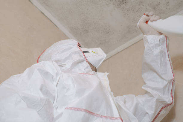 Best Local Mold Removal Service  in Castle Shannon, PA