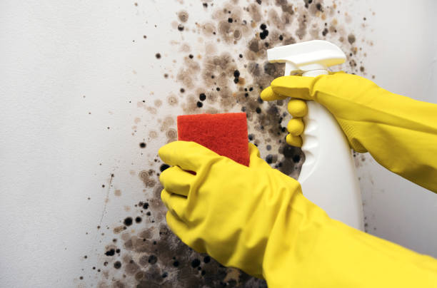 Best Certified Mold Removal  in Castle Shannon, PA