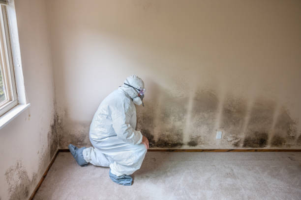 Best Crawl Space Mold Removal  in Castle Shannon, PA