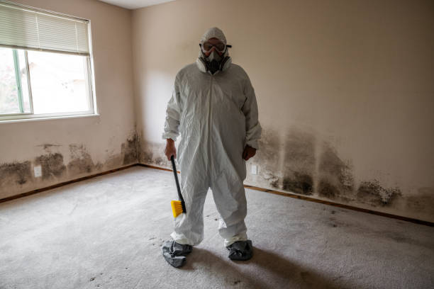 Trusted Castle Shannon, PA Mold Removal Experts
