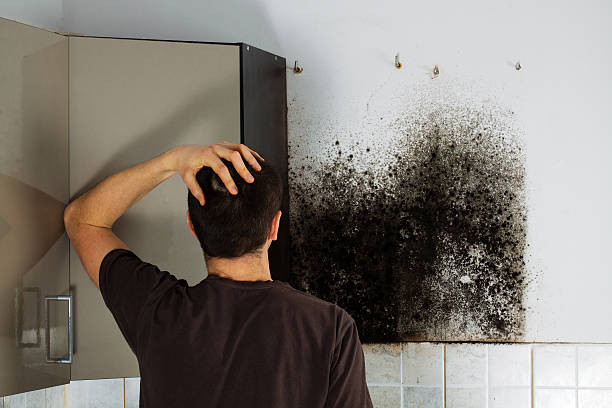 Best Mold Damage Repair  in Castle Shannon, PA