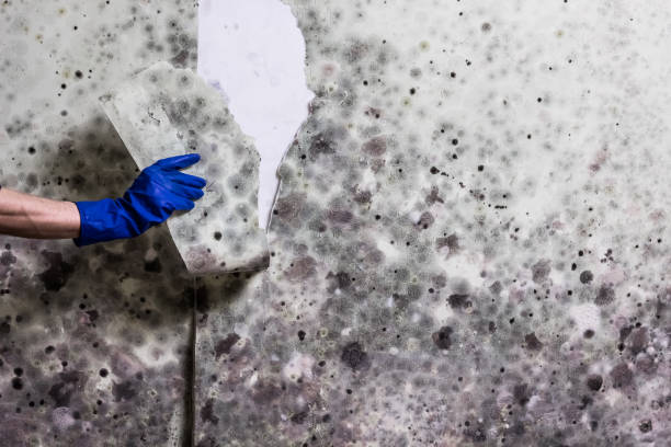 Best Fast Mold Removal  in Castle Shannon, PA
