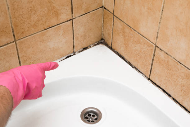 Best Attic Mold Removal  in Castle Shannon, PA